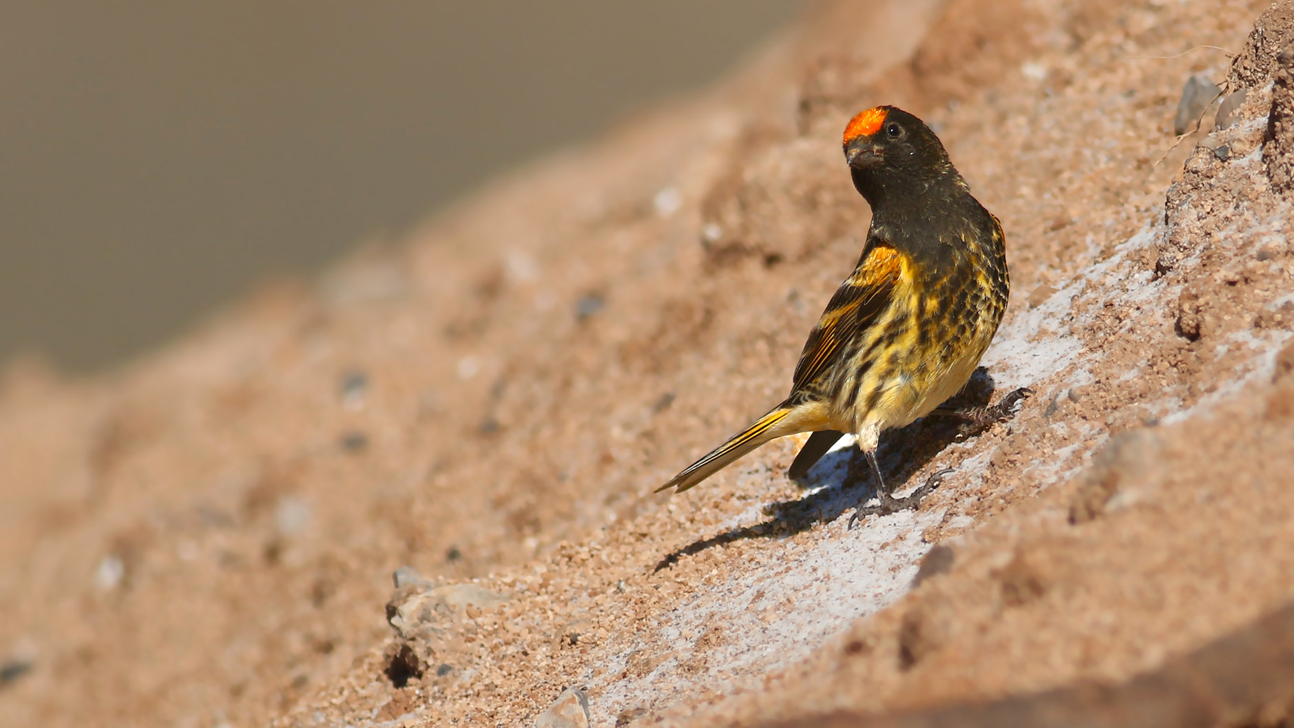 Fire-fronted Serin